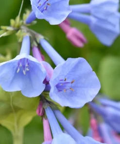 Virginia Bluebell Bulbs – 10 Pack – Mertensia virginica – Shade Perennials - Image 1