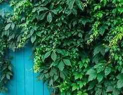 Virginia Creeper Live Plant, Parthenocissus quinquefolia Native Climbing Vine, 1 Gallon Pot - Image 2