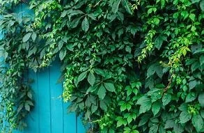 Virginia Creeper Live Plant, Parthenocissus quinquefolia Native Climbing Vine, 1 Gallon Pot - Image 2