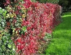 Virginia Creeper Live Plant, Parthenocissus quinquefolia Native Climbing Vine, 1 Gallon Pot - Image 3