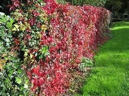 Virginia Creeper Live Plant, Parthenocissus quinquefolia Native Climbing Vine, 1 Gallon Pot - Image 3
