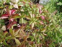 Virginia Creeper Live Plant, Parthenocissus quinquefolia Native Climbing Vine, 1 Gallon Pot - Image 4