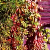 Virginia Creeper Live Plant, Parthenocissus quinquefolia Native Climbing Vine, 1 Gallon Pot - Image 1