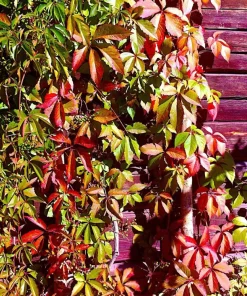 Virginia Creeper Live Plant, Parthenocissus quinquefolia Native Climbing Vine, 1 Gallon Pot - Image 1
