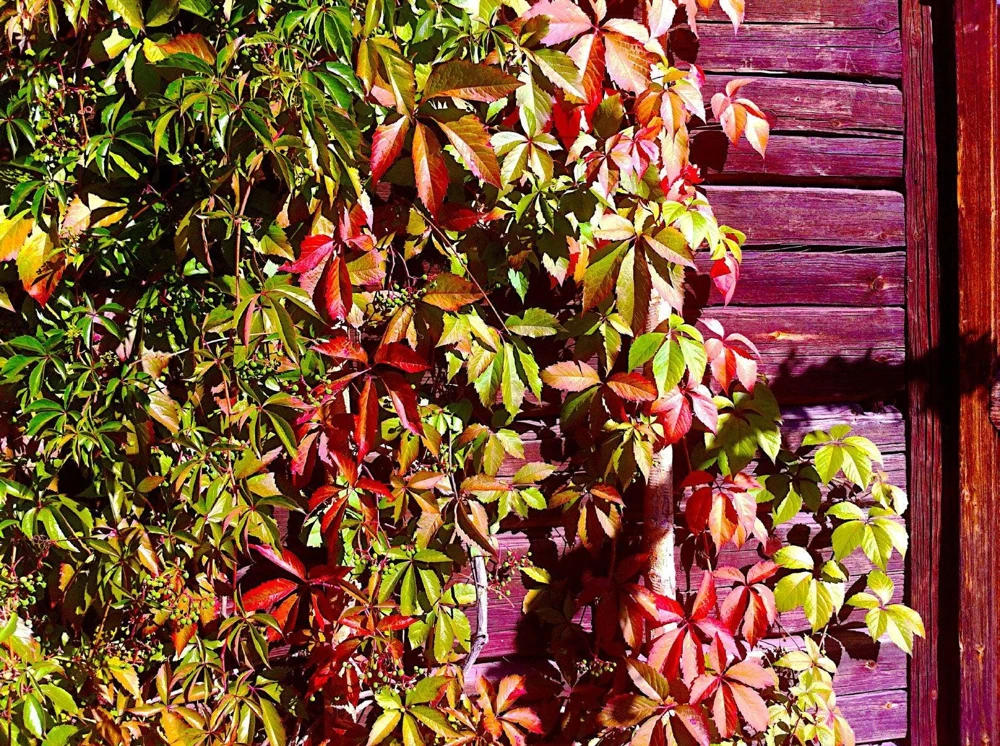 Virginia Creeper Live Plant, Parthenocissus quinquefolia Native Climbing Vine, 1 Gallon Pot - Image 1
