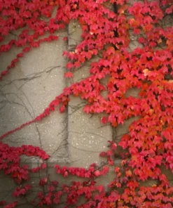 Virginia Creeper Live Plant - Perennial Hardy Wall Cover Vine - Rooted Cuttings - Image 2