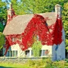 Virginia Creeper Live Plant - Perennial Hardy Wall Cover Vine - Rooted Cuttings - Image 1