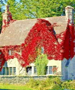 Virginia Creeper Live Plant - Perennial Hardy Wall Cover Vine - Rooted Cuttings - Image 1