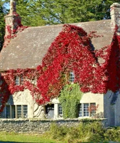 Virginia Creeper Vine Seeds - Perennial Wall Cover Ivy - 5 Seeds - Image 2