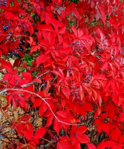 Virginia Creeper Vine Seeds - Perennial Wall Cover Ivy - 5 Seeds - Image 3