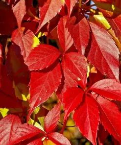 Virginia Creeper Vine Seeds - Perennial Wall Cover Ivy - 5 Seeds - Image 4