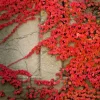 Virginia Creeper Vine Seeds - Perennial Wall Cover Ivy - 5 Seeds - Image 1