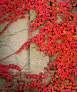 Virginia Creeper Vine Seeds - Perennial Wall Cover Ivy - 5 Seeds - Image 1