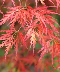 Viridis Japanese Maple Live Plant - Acer palmatum dissectum - 5.5" Pot - Outdoor Tree - Image 2