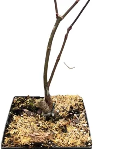 Viridis Japanese Maple Live Plant - Acer palmatum dissectum - 5.5