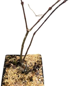 Viridis Japanese Maple Live Plant - Acer palmatum dissectum - 5.5