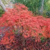 Viridis Japanese Maple Live Plant - Acer palmatum dissectum - 5.5" Pot - Outdoor Tree - Image 1