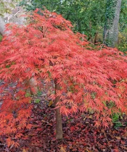 Viridis Japanese Maple Live Plant - Acer palmatum dissectum - 5.5