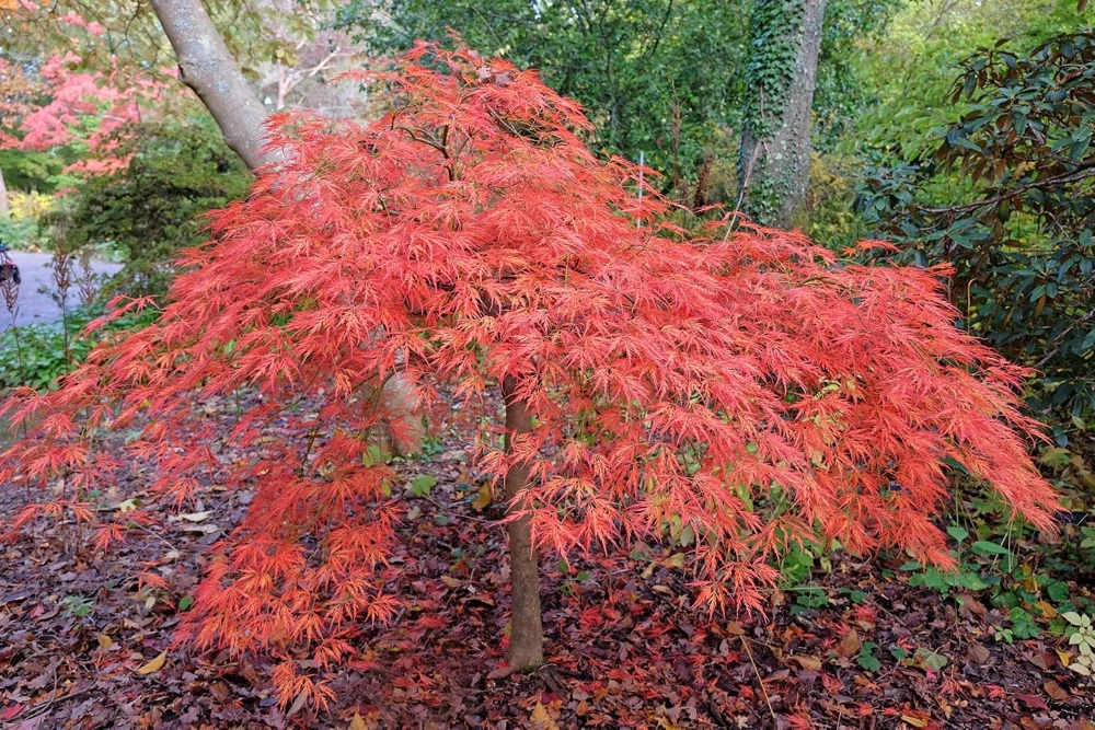 Viridis Japanese Maple Live Plant - Acer palmatum dissectum - 5.5" Pot - Outdoor Tree - Image 1