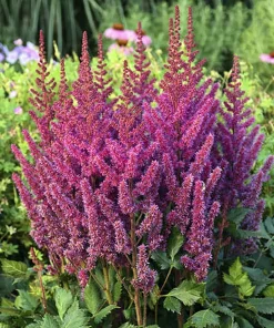 Visions Astilbe Live Plant – Raspberry Pink Perennial – Shade Plant – 1 Gallon Pot - Image 2