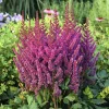 Visions Astilbe Live Plant – Raspberry Pink Perennial – Shade Plant – 1 Gallon Pot - Image 1