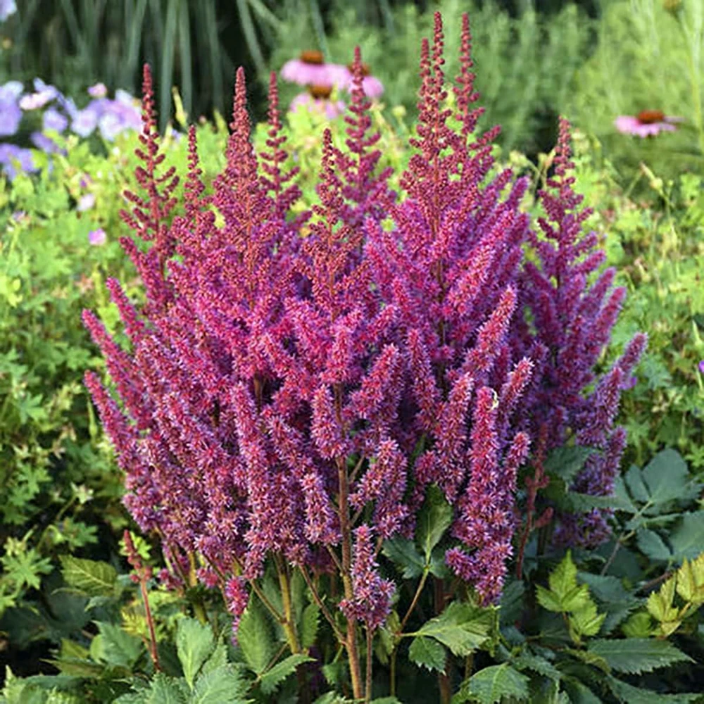 Visions Astilbe Live Plant – Raspberry Pink Perennial – Shade Plant – 1 Gallon Pot - Image 1