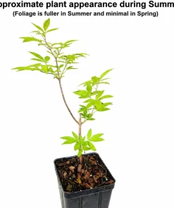 Vitex Chaste Tree Live Plant – 6-12