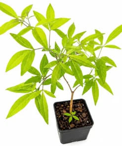 Vitex Chaste Tree Live Plant – 6-12