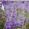 Vitex Chaste Tree Live Plant – 6-12" Tall – Quart Pot – Chasteberry Shrub Outdoor - Image 1