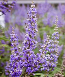 Vitex Chaste Tree Live Plant – 6-12
