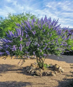 Vitex Chaste Tree Live Plant – 6-12