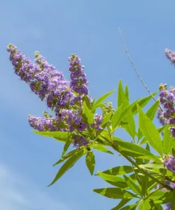 Vitex Chaste Tree Live Plant – 6-12