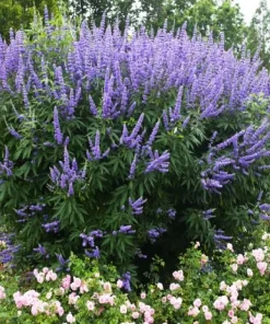 Vitex Chaste Tree Live Plant – 6-12