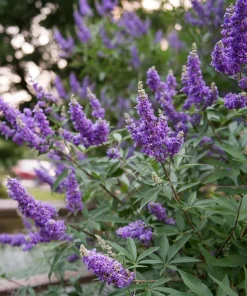 Vitex Chaste Tree Live Plant – 6-12