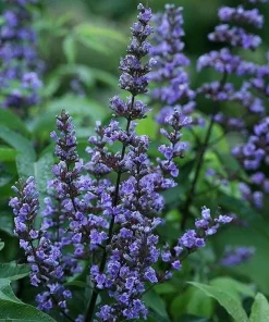 Vitex Chaste Tree Live Plant – Lilac Blooms – 6-12 inch Tall 4 inch Pot – Outdoor Shrub - Image 2