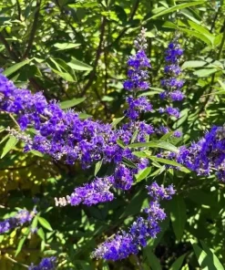 Vitex Chaste Tree Live Plant – Lilac Blooms – 6-12 inch Tall 4 inch Pot – Outdoor Shrub - Image 3
