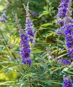 Vitex Chaste Tree Live Plant – Lilac Blooms – 6-12 inch Tall 4 inch Pot – Outdoor Shrub - Image 4