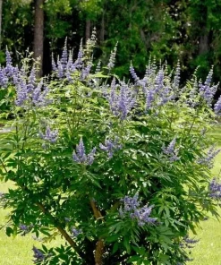 Vitex Chaste Tree Live Plant – Lilac Blooms – 6-12 inch Tall 4 inch Pot – Outdoor Shrub - Image 5