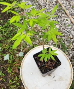 Vitex Chaste Tree Live Plant – Lilac Blooms – 6-12 inch Tall 4 inch Pot – Outdoor Shrub - Image 6