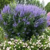 Vitex Chaste Tree Live Plant – Lilac Blooms – 6-12 inch Tall 4 inch Pot – Outdoor Shrub - Image 1