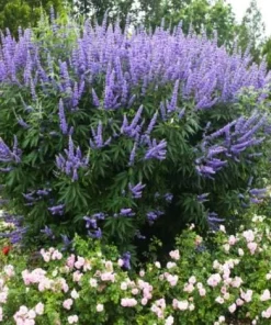 Vitex Chaste Tree Live Plant – Lilac Blooms – 6-12 inch Tall 4 inch Pot – Outdoor Shrub - Image 1