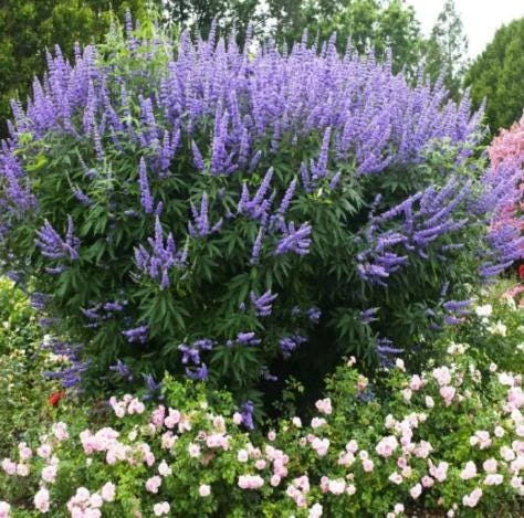 Vitex Chaste Tree Live Plant – Lilac Blooms – 6-12 inch Tall 4 inch Pot – Outdoor Shrub - Image 1
