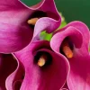 Vivid Pink Calla Lily Bulbs 14/16cm - Summer Blooming Flowers for Garden & Patio - Image 1
