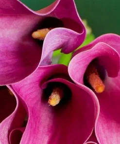Vivid Pink Calla Lily Bulbs 14/16cm - Summer Blooming Flowers for Garden & Patio - Image 1