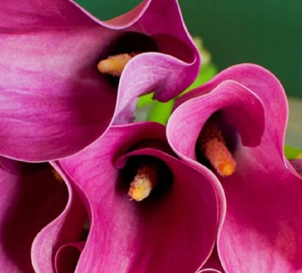 Vivid Pink Calla Lily Bulbs 14/16cm - Summer Blooming Flowers for Garden & Patio - Image 1