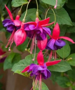 Voodoo Fuchsia Live Plant – Exotic Flowering Ornamental – 6