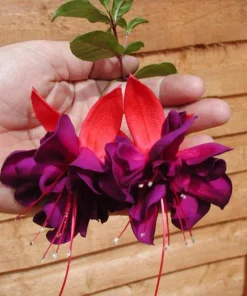 Voodoo Fuchsia Live Plant – Exotic Flowering Ornamental – 6