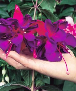 Voodoo Fuchsia Live Plant – Exotic Flowering Ornamental – 6