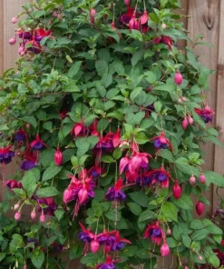 Voodoo Fuchsia Live Plant – Exotic Flowering Ornamental – 6