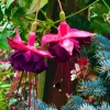 Voodoo Fuchsia Live Plant – Exotic Flowering Ornamental – 6" Pot – Shade-Loving Hanging Basket - Image 1